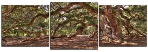 Obraz na plátně - Starověký živý dub - panoráma 5238D (150x50 cm)