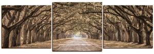 Obraz na plátně - Historické dubové stromy lemované polní cestou - panoráma 5239FD (150x50 cm)