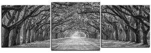 Obraz na plátně - Historické dubové stromy lemované polní cestou - panoráma 5239QD (90x30 cm)