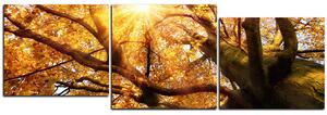 Obraz na plátně - Slunce přes větve stromu - panoráma 5240E (150x50 cm)