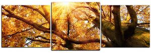 Obraz na plátně - Slunce přes větve stromu - panoráma 5240D (150x50 cm)