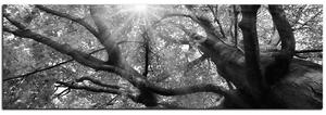 Obraz na plátně - Slunce přes větve stromu - panoráma 5240QA (105x35 cm)