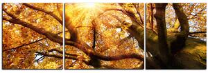 Obraz na plátně - Slunce přes větve stromu - panoráma 5240C (90x30 cm)