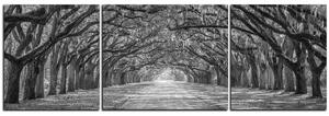 Obraz na plátně - Historické dubové stromy lemované polní cestou - panoráma 5239QC (90x30 cm)