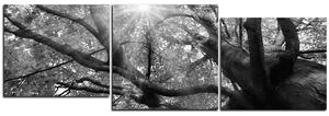 Obraz na plátně - Slunce přes větve stromu - panoráma 5240QE (150x50 cm)