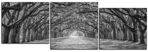 Obraz na plátně - Historické dubové stromy lemované polní cestou - panoráma 5239QE (90x30 cm)