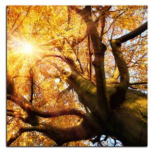 Obraz na plátně - Slunce přes větve stromu - čtverec 3240A (50x50 cm)