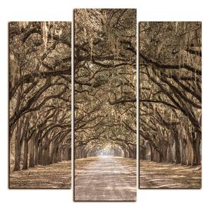 Obraz na plátně - Historické dubové stromy lemované polní cestou - čtverec 3239FC (75x75 cm)