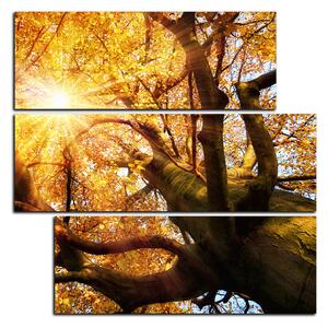 Obraz na plátně - Slunce přes větve stromu - čtverec 3240D (75x75 cm)