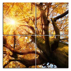Obraz na plátně - Slunce přes větve stromu - čtverec 3240E (60x60 cm)