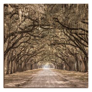 Obraz na plátně - Historické dubové stromy lemované polní cestou - čtverec 3239FA (50x50 cm)