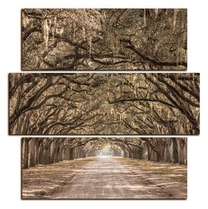 Obraz na plátně - Historické dubové stromy lemované polní cestou - čtverec 3239FD (75x75 cm)