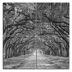 Obraz na plátně - Historické dubové stromy lemované polní cestou - čtverec 3239QE (60x60 cm)