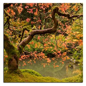 Obraz na plátně - Červený javor podzim - čtverec 3241A (50x50 cm)