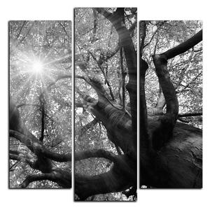 Obraz na plátně - Slunce přes větve stromu - čtverec 3240QC (75x75 cm)