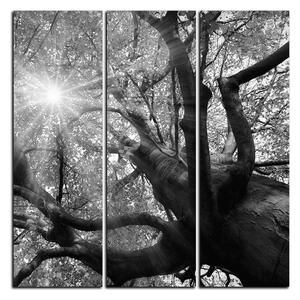 Obraz na plátně - Slunce přes větve stromu - čtverec 3240QB (75x75 cm)