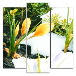 Obraz na plátně - Časné jarní květiny - čtverec 3242C (75x75 cm)