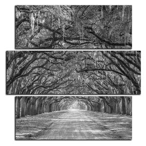 Obraz na plátně - Historické dubové stromy lemované polní cestou - čtverec 3239QD (75x75 cm)