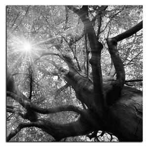 Obraz na plátně - Slunce přes větve stromu - čtverec 3240QA (50x50 cm)