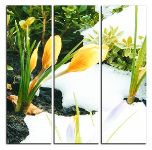 Obraz na plátně - Časné jarní květiny - čtverec 3242B (75x75 cm)