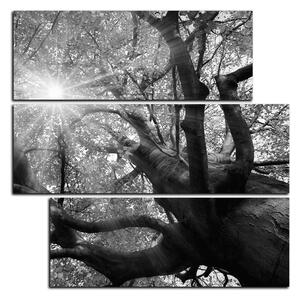 Obraz na plátně - Slunce přes větve stromu - čtverec 3240QD (75x75 cm)
