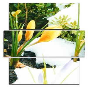 Obraz na plátně - Časné jarní květiny - čtverec 3242D (75x75 cm)