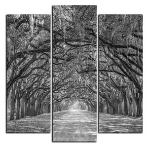 Obraz na plátně - Historické dubové stromy lemované polní cestou - čtverec 3239QC (75x75 cm)