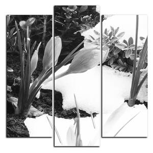 Obraz na plátně - Časné jarní květiny - čtverec 3242QC (75x75 cm)