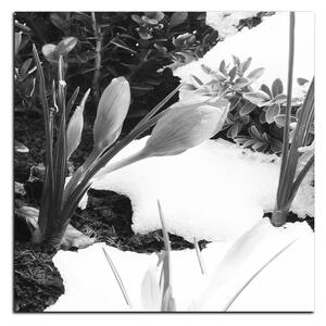 Obraz na plátně - Časné jarní květiny - čtverec 3242QA (50x50 cm)