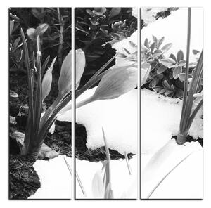 Obraz na plátně - Časné jarní květiny - čtverec 3242QB (75x75 cm)
