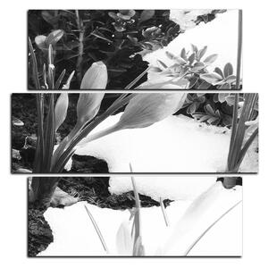 Obraz na plátně - Časné jarní květiny - čtverec 3242QD (75x75 cm)