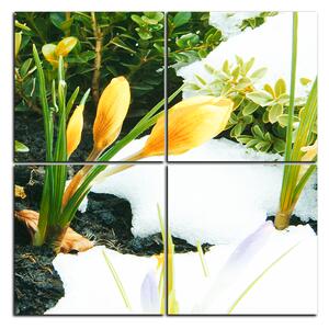 Obraz na plátně - Časné jarní květiny - čtverec 3242E (60x60 cm)