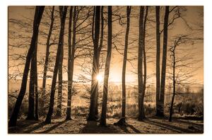 Obraz na plátně - Podzimní ráno v lese 1251FA (100x70 cm)