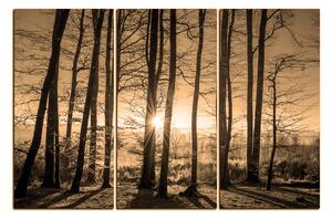 Obraz na plátně - Podzimní ráno v lese 1251FB (150x100 cm)