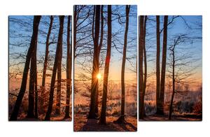Obraz na plátně - Podzimní ráno v lese 1251C (90x60 cm)