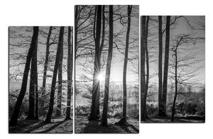 Obraz na plátně - Podzimní ráno v lese 1251QD (90x60 cm)