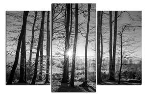 Obraz na plátně - Podzimní ráno v lese 1251QC (120x80 cm)