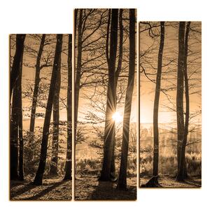 Obraz na plátně - Podzimní ráno v lese - čtverec 3251FC (75x75 cm)