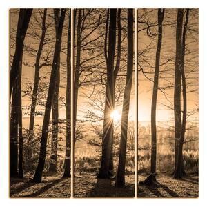 Obraz na plátně - Podzimní ráno v lese - čtverec 3251FB (75x75 cm)