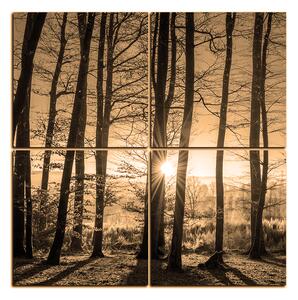 Obraz na plátně - Podzimní ráno v lese - čtverec 3251FE (60x60 cm)