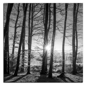 Obraz na plátně - Podzimní ráno v lese - čtverec 3251QA (50x50 cm)