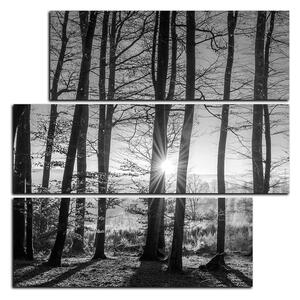 Obraz na plátně - Podzimní ráno v lese - čtverec 3251QD (75x75 cm)
