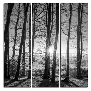 Obraz na plátně - Podzimní ráno v lese - čtverec 3251QB (75x75 cm)