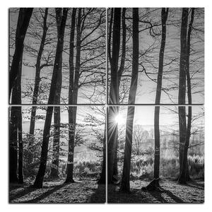 Obraz na plátně - Podzimní ráno v lese - čtverec 3251QE (60x60 cm)
