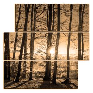 Obraz na plátně - Podzimní ráno v lese - čtverec 3251FD (75x75 cm)