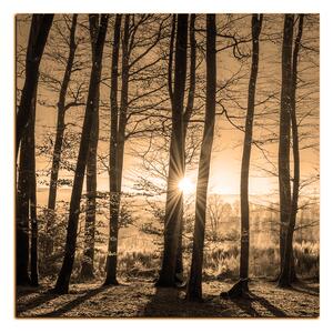 Obraz na plátně - Podzimní ráno v lese - čtverec 3251FA (50x50 cm)
