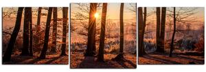 Obraz na plátně - Podzimní ráno v lese - panoráma 5251D (150x50 cm)