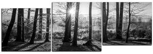 Obraz na plátně - Podzimní ráno v lese - panoráma 5251QE (90x30 cm)