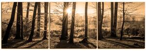 Obraz na plátně - Podzimní ráno v lese - panoráma 5251FB (90x30 cm)