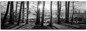 Obraz na plátně - Podzimní ráno v lese - panoráma 5251QA (105x35 cm)